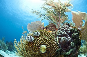 Cool Caribbean Fact - Caribbean Reefs
