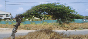 Things to do in Aruba: DiviDivi tree